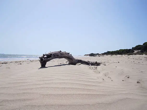 Photo of Sand dunes in Doñana National Park