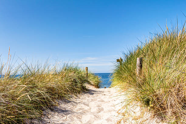 Beach and dunes with beachgrass in summer Beach and dunes with beachgrass in summer at the Baltic Sea, GermanyBeach and dunes with beachgrass in summer at the Baltic Sea, Germany marram grass stock pictures, royalty-free photos & images