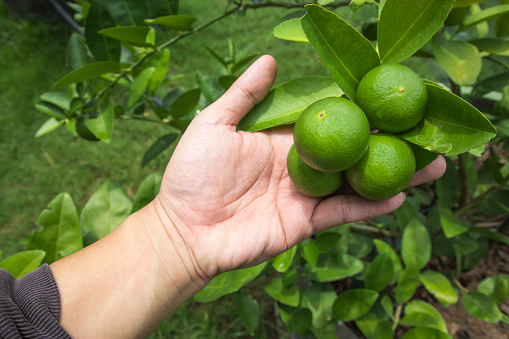 Green limes hanging on the tree, Lime in hand.