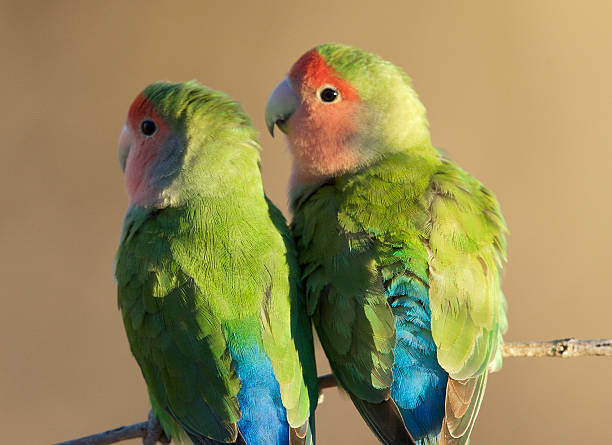 istock Rosy-faced Lovebird 602330418