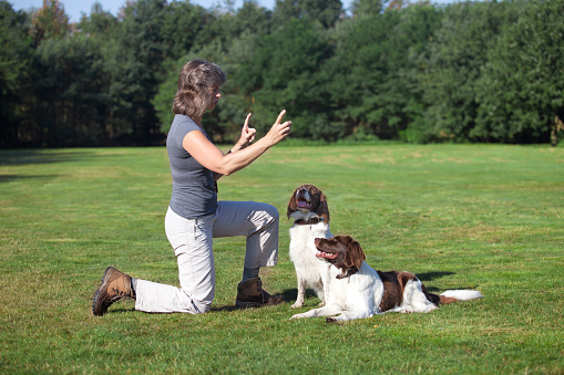 woman training her two dogs by pointing her fingers in the air