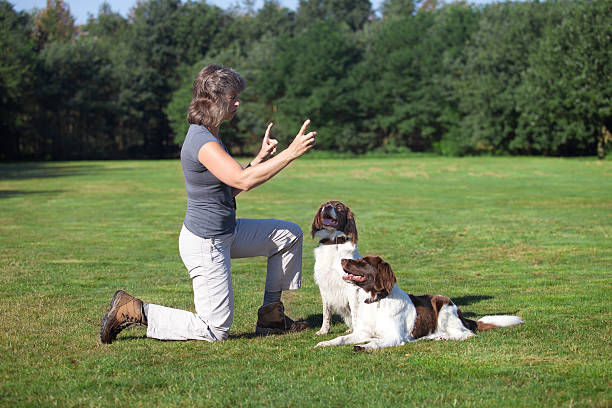 kobieta trenuje swoje dwa psy - action dog outdoors animal trainer zdjęcia i obrazy z banku zdjęć