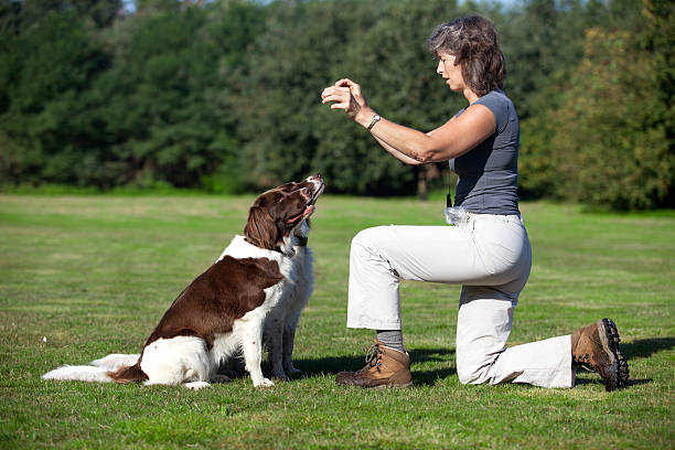 kobieta szkoli psy, trzymając ciastka - action dog outdoors animal trainer zdjęcia i obrazy z banku zdjęć