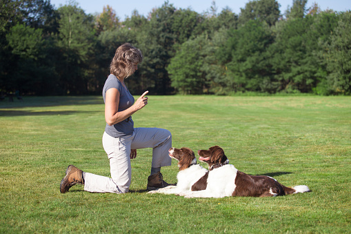 woman in a meadow is training two dogsby pointing her finger in the sky