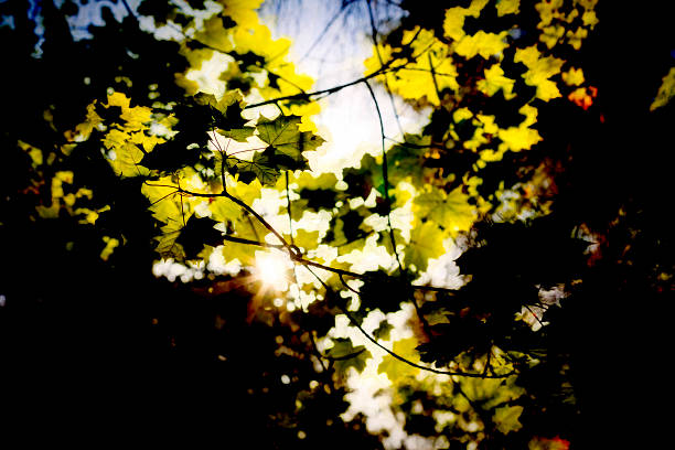 istock light and shadows of leaves for backgrounds 602331244