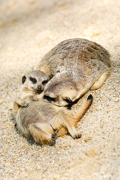 istock Resting meerkat mother with her cub on sand 602331624
