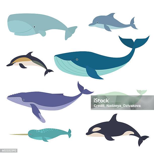 Mammifères Marins Vecteurs libres de droits et plus d'images vectorielles de Baleine - Baleine, Baleine à bosse, Illustration