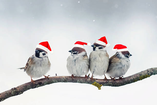 funny christmas birds with little red hats during a snowfall - funny bird imagens e fotografias de stock