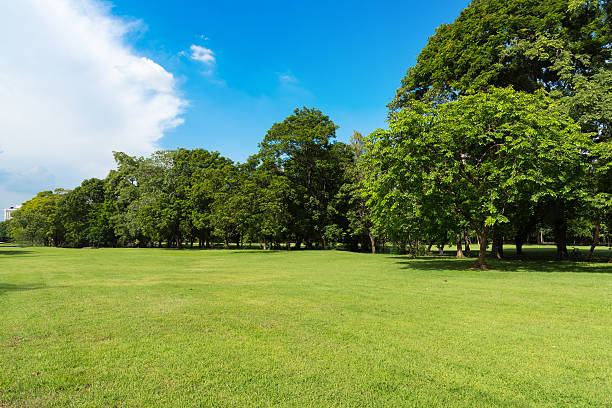 istock Green lawn with blue sky in park 602333420