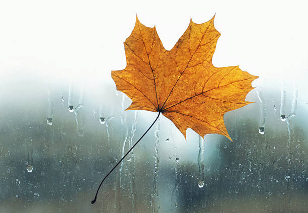 Meteorology, forecasting and autumn weather season concept - yellow maple leaf stuck to wet the glass window with the rain drops