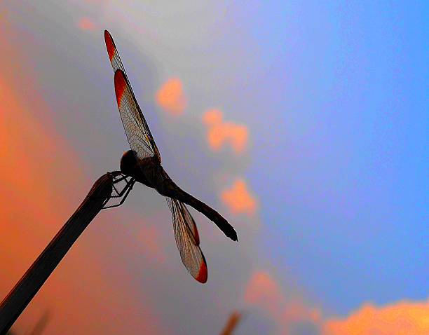 istock watch the sunset and dragonfly 602333616