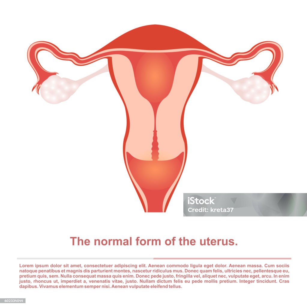 Illustration, female reproductive organ, the uterus. Illustration, female reproductive organ the uterusobstetrics Anatomy stock vector