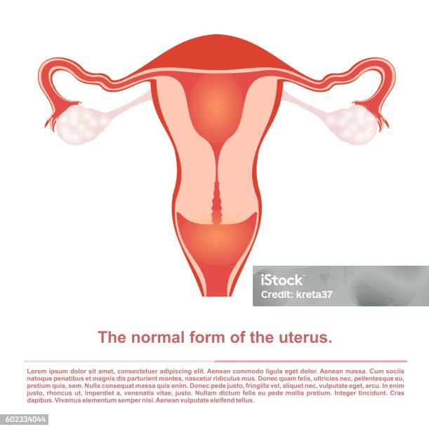 Illustration Female Reproductive Organ The Uterus Stock Illustration - Download Image Now