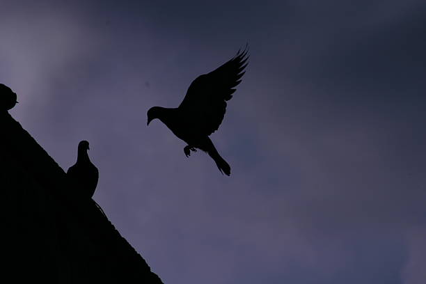 This image was clicked on the roof top just before sunset, this bird was constantly teasing the one sitting on the wall. 