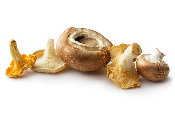 http://www.stefstef.nl/banners2/mushroom.jpg 