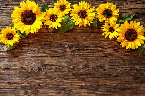 Autumn background with sunflowers on wooden board