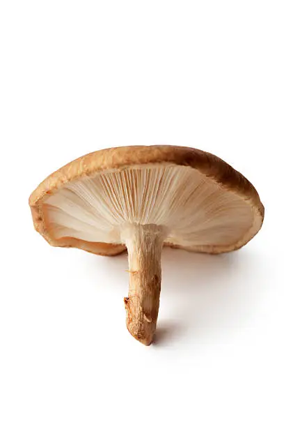 Photo of Mushrooms: Shiitake Mushrooms Isolated on White Background