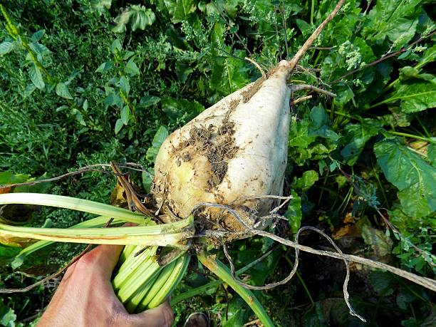 sugar beet in farmer hand in autumn on field - sugar beet beet field vegetable imagens e fotografias de stock