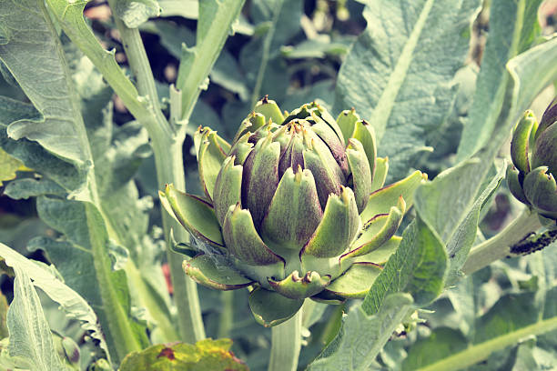 istock Artichoke (bud) growing on the field 602334936