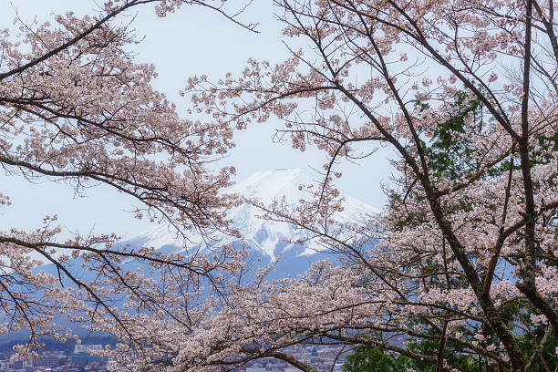 istock Mount Fuji with Cherry Blossoms 602335750