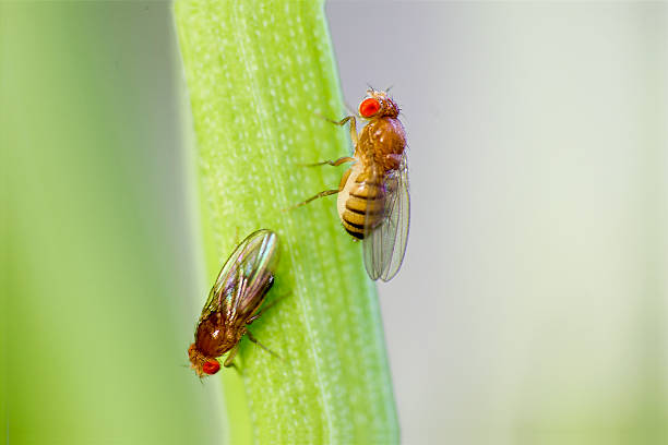 Fruit flies stock photo