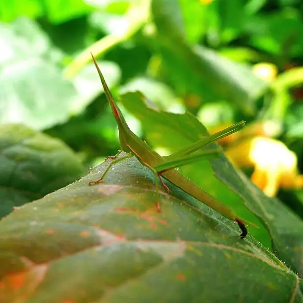 Photo of breathing Acrida cinerea