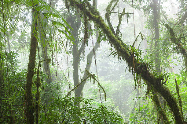 istock Misty rainforest in Monteverde cloud forest reserve 602337872
