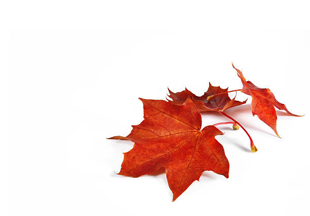 Maple leaves stock photo