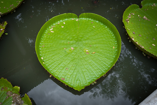 the very big leave of the victoria lotus shaped like heart