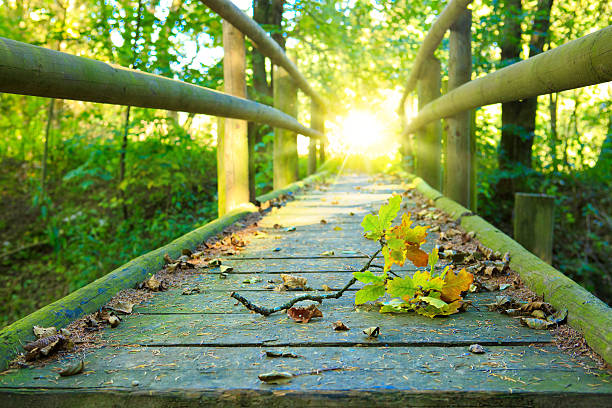 istock Wood bridge in autumn forest. 603152212