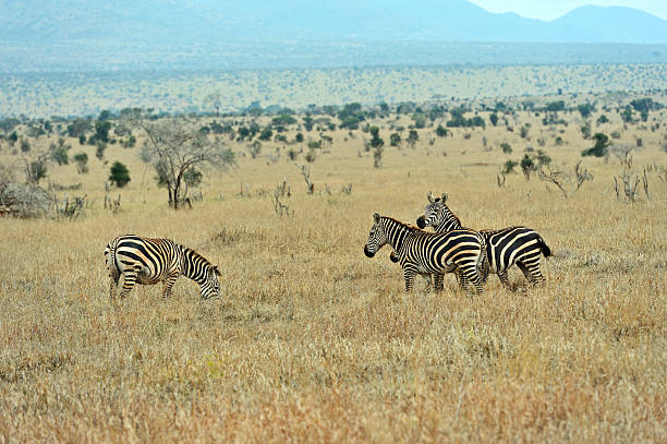istock Zebra in the Masai Mara 603152238