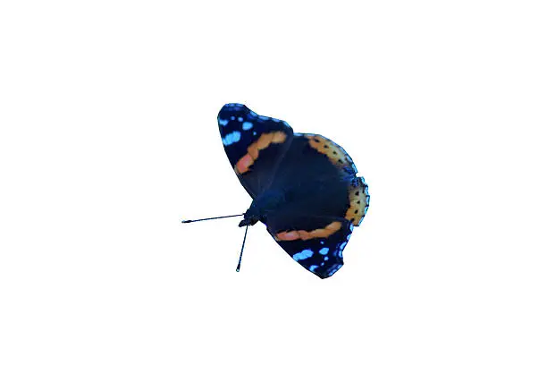 Isolated image of a Red Admiral butterfly with both sets of wings fully spread and antennae conspicuous