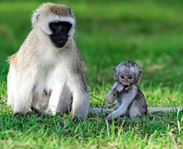 istock Vervet monkey in the savannah 603152368