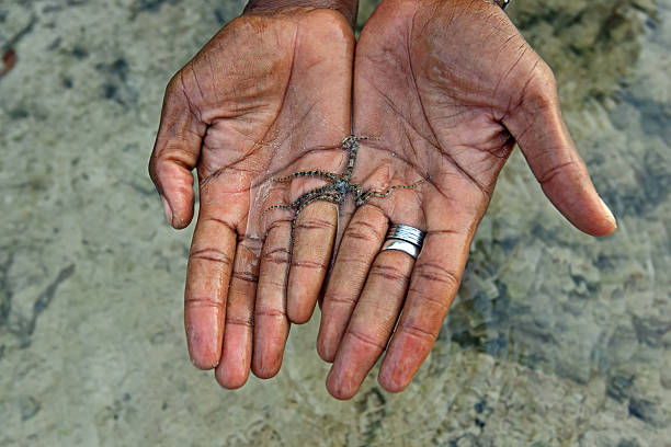 istock Starfish in the palms 603152554