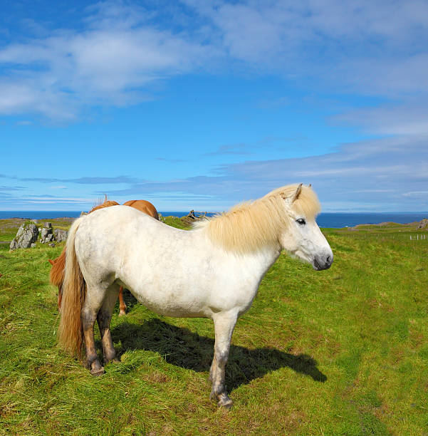 istock Portrait of a white horse 603152700