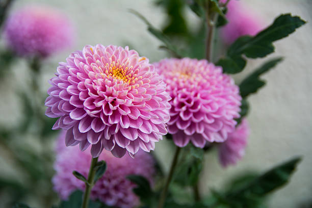 violent chrysanthemums flower - yellow chrysanthemum imagens e fotografias de stock