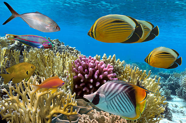 istock Coral reef with soft and hard corals with exotic fishes 603154652