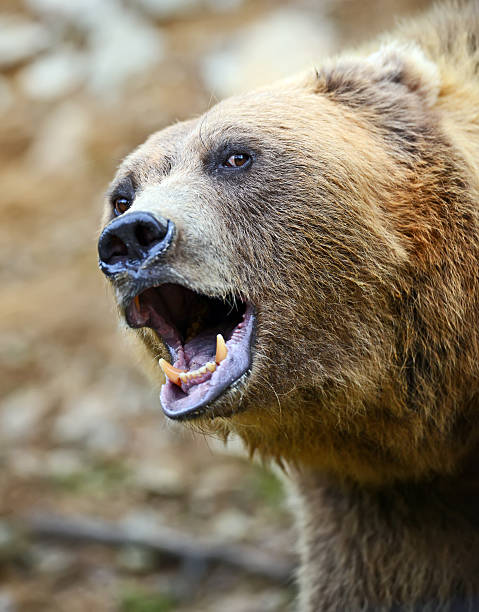 istock Brown Bear in the woods 603154772