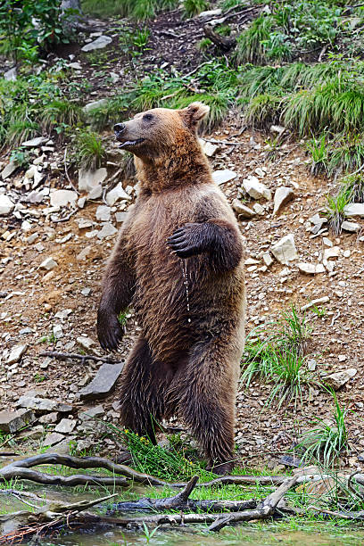istock Brown Bear in the woods 603154832