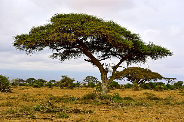 istock African savanna in Kenya 603155132