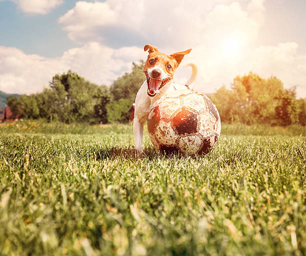 istock Jack Russell Terrier play with big old ball 603155794