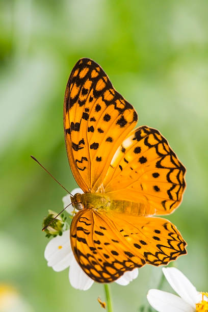 istock Beautiful butterfly on flower 603156802