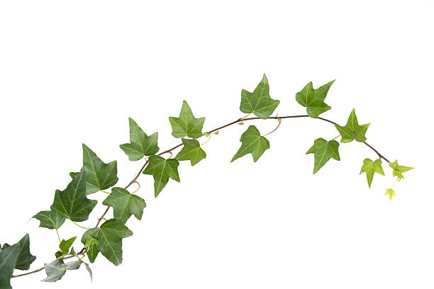 istock ivy leaves isolated on a white background 603157760