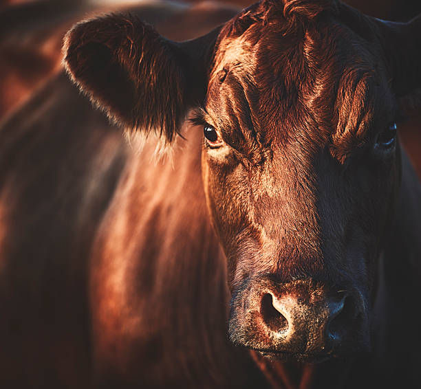 Beautiful brown cow is looking at me stock photo