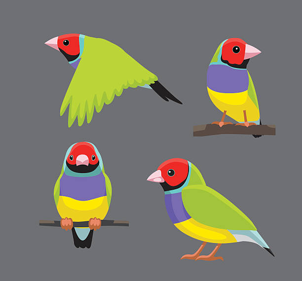 ilustrações de stock, clip art, desenhos animados e ícones de bird poses gouldian finch vector illustration - gouldian finch