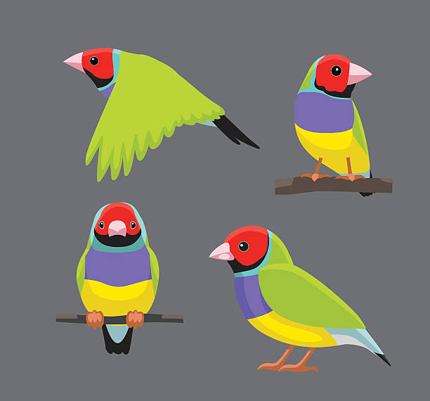 Bird Poses Gouldian Finch Vector Illustration Animal Character EPS10 FIle Format gouldian finch stock illustrations