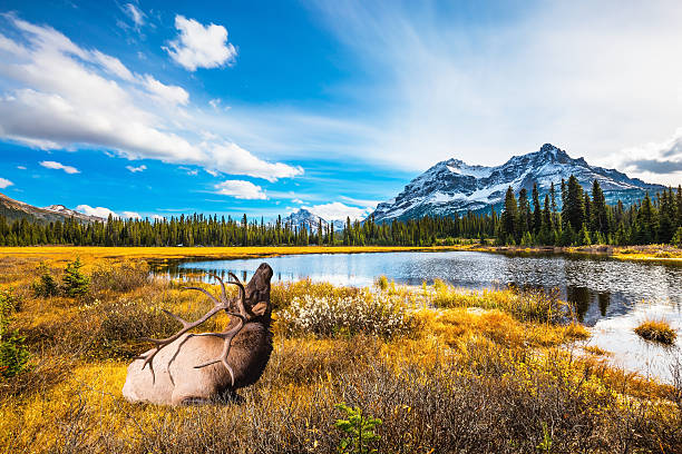 istock The deer with branched antlers 603160102