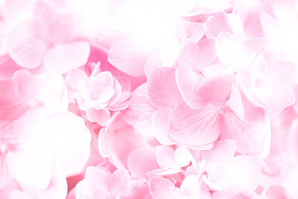 istock sweet  pastel hydrangea flowers on a white background 603160132