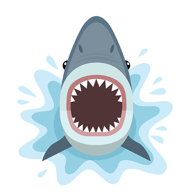 Shark attacks from the water. Vector illustration of shark with open mouth full of sharp teeth, isolated on white background. great white shark stock illustrations