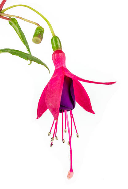 Fresh Fuchsia flowers isolated on white background